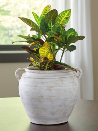 Meadie Decorative Terracotta Vase Distressed White